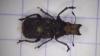 Platyrhinus resinosus
